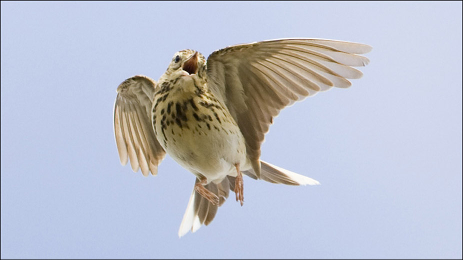 Petinha das árvores