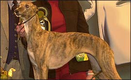 Deedee - Best in Show