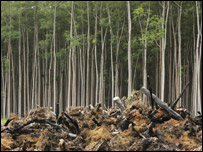 Amazônia ainda busca modelo sustentável de desenvolvimento