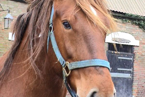 Nigel is trying to save the Suffolk Punch