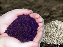 کيمياوي سره 