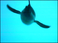 Pingüin em mergulho (Foto:The Royal Society, Londres)