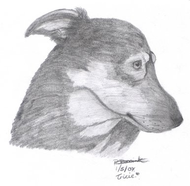 Trixie my Dog
