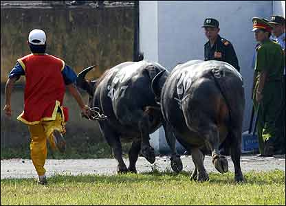 Con trâu bỏ chạy vì thua cuộc