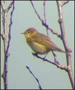 A willow warbler
