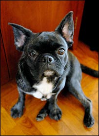 O cãozinho Padstow, que está no Facebook (Foto: Ali Bullock)