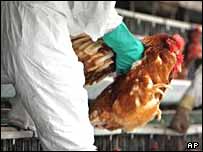 Gripi i shpendëve ka mbërritur deri në portat e Evropës