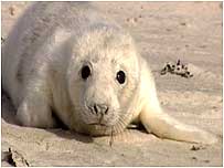 Seal pup video