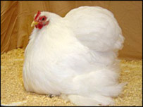 واورينه د هګۍ اچولو پر مهال