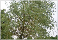 Salix x sepulcralis ‘Chrysocoma’