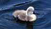 Swan and cygnet