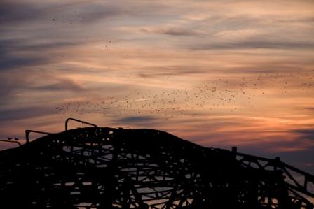 starlings4.JPG