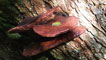 Fungus growing on a tree in Bishopston Valley