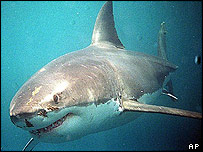 Žralok - ilustrační foto