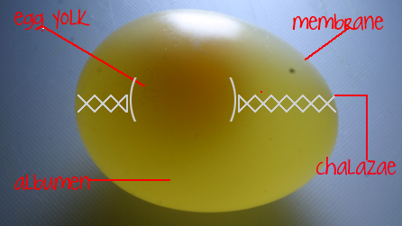Diagram illustrating the main components of an egg - without its shell