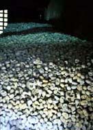 photograph showing tens of hundeds of skulls and body remains