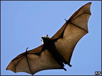 Flying fox
