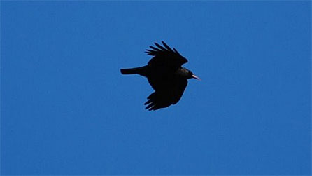 choughinflight.jpg