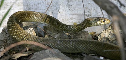 anaconda
