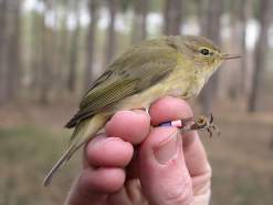 A chiffchaff. © Dawn Balmer