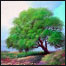 درخت بلوط