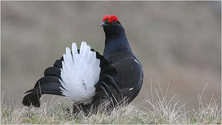Black Grouse c/o Margaret Holland