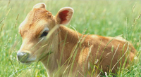 Calf sitting in a field