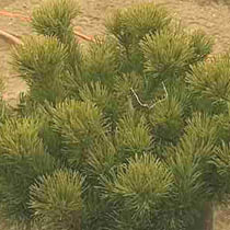 Pinus mugo
