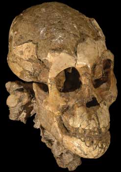 Image of juvenile Australopithecus afarensis . Credit: Zeresenay Alemseged and Copyright Authority for Research and Conservation of Cultrual Heritages (ARCCH).