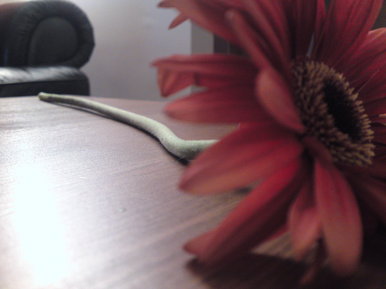 Flower on a table