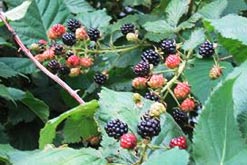 Image: blackberries