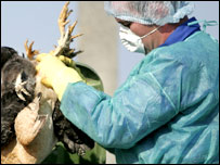 Rumania lufton gripin e shpendëve