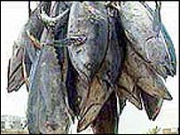 Produção de peixes como a sardinha está diminuindo