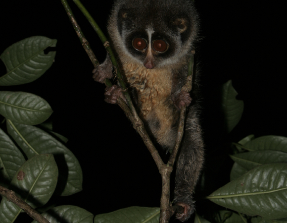 The Horton Plains slender loris © C Mahanayakage