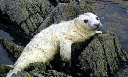 BBC Radio Foyle - Breathing Places Gallery