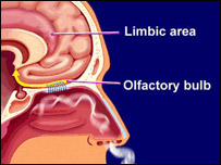 د بويولو حس