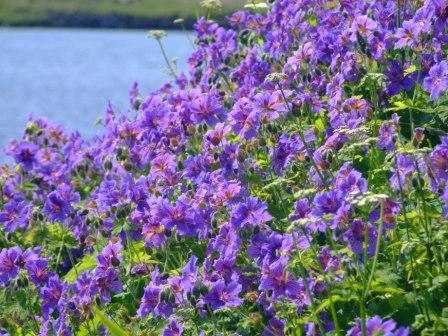 roadside flowers, Leverburgh, Harris