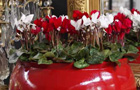 Cyclamen
