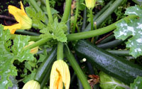 courgette