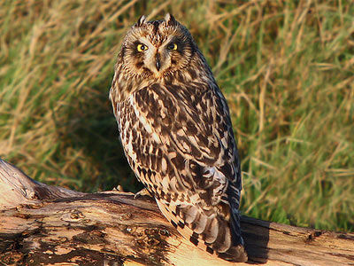 A short-eared owl by Mike Warburton.
