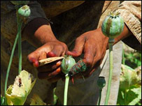 د کوکنارو نېشتر وهل 