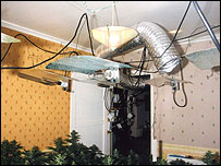 Một nơi trồng cần sa bất hợp pháp của người Việt