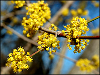 Cornus Mas