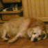 Torey the dog