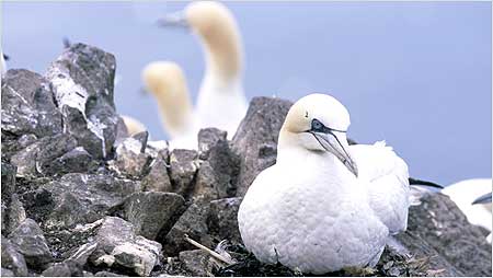 Gannets c/o RSPB Images and Andy Hay
