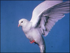 A white dove is a sign of peace in many countries