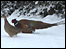 Pheasants in the snow