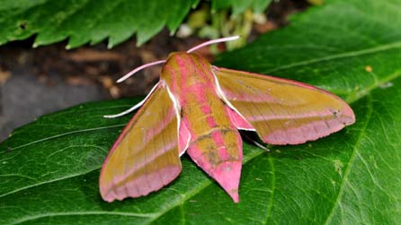 Gwalch-wyfyn helyglys