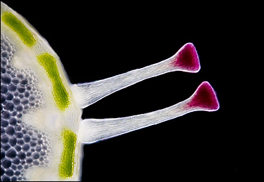 Gerd A. Guenther Dusseldorf, Alemanha (Foto: Cortesia do Concurso Nikon Small World)