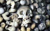 Photograph showing a single skeletons head amoungest sea shore pebbles